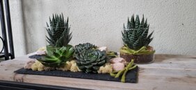 ardesia con piante grasse ardesia con piante grasse