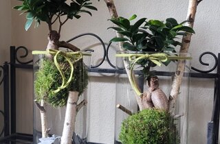 kokedama ficus ginseng kokedama ficus ginseng