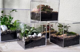 terrarium