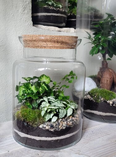 terrarium