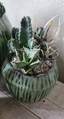 composizione piante grasse composizione piante grasse