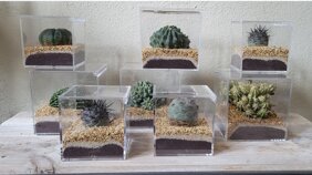 cubetti con piante grasse cubetti con piante grasse