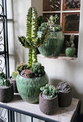 composizione piante grasse composizione piante grasse