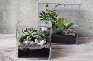 terrarium