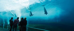 acquario di genova.jpeg acquario di genova.jpeg