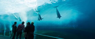 acquario di genova.jpeg acquario di genova.jpeg