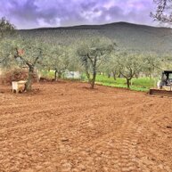 spianamento uliveto