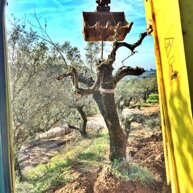 Spostamento Oliveto Disposizione oliveto limitante una nuova strada
