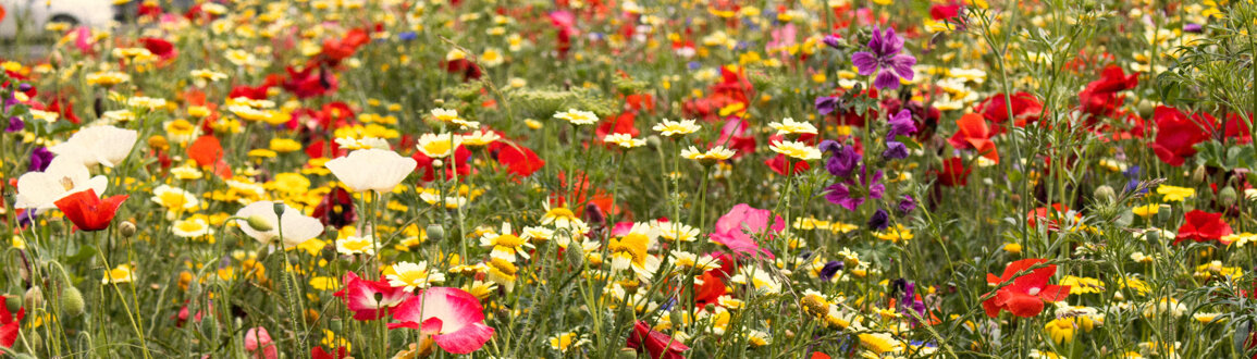 eyJlbiI6IkNvZGUgb2YgQ29uZHVjdCJ9