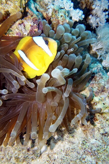 5db5435e71a87d55aefae9426a438f762b4d937b