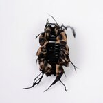 7584-pinza-plastica-cm-12-con-nastro-tigrato-e-piume-nere