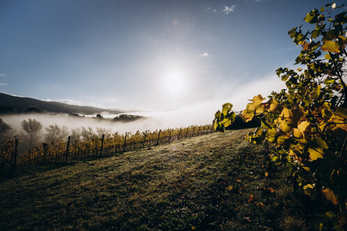 vigna nov2023-28.jpeg