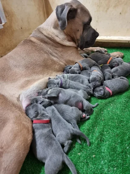 chimera puppy