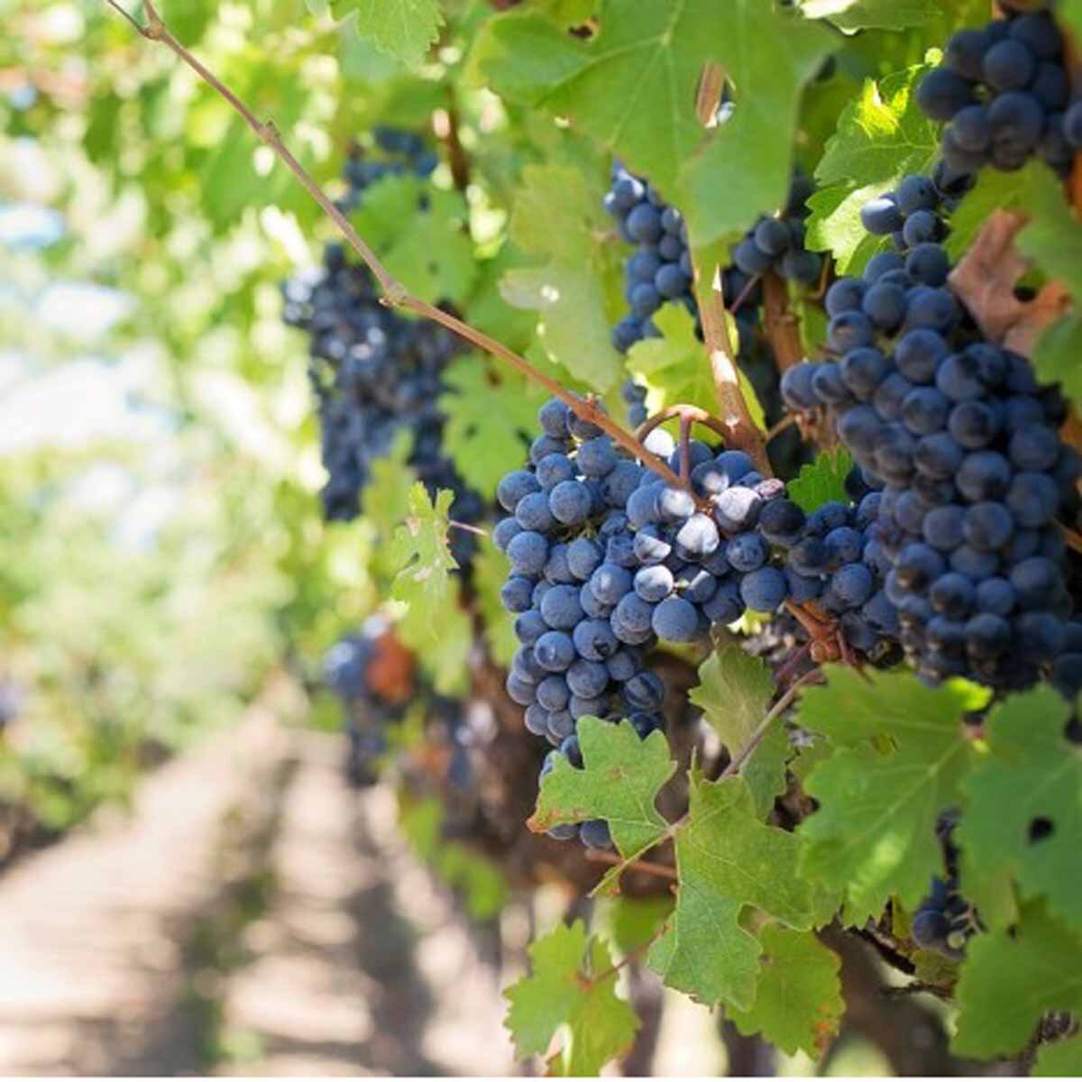 &ldquo;L&rsquo;uva &egrave; acerba&rdquo; &ndash; Riconoscersi in cammino