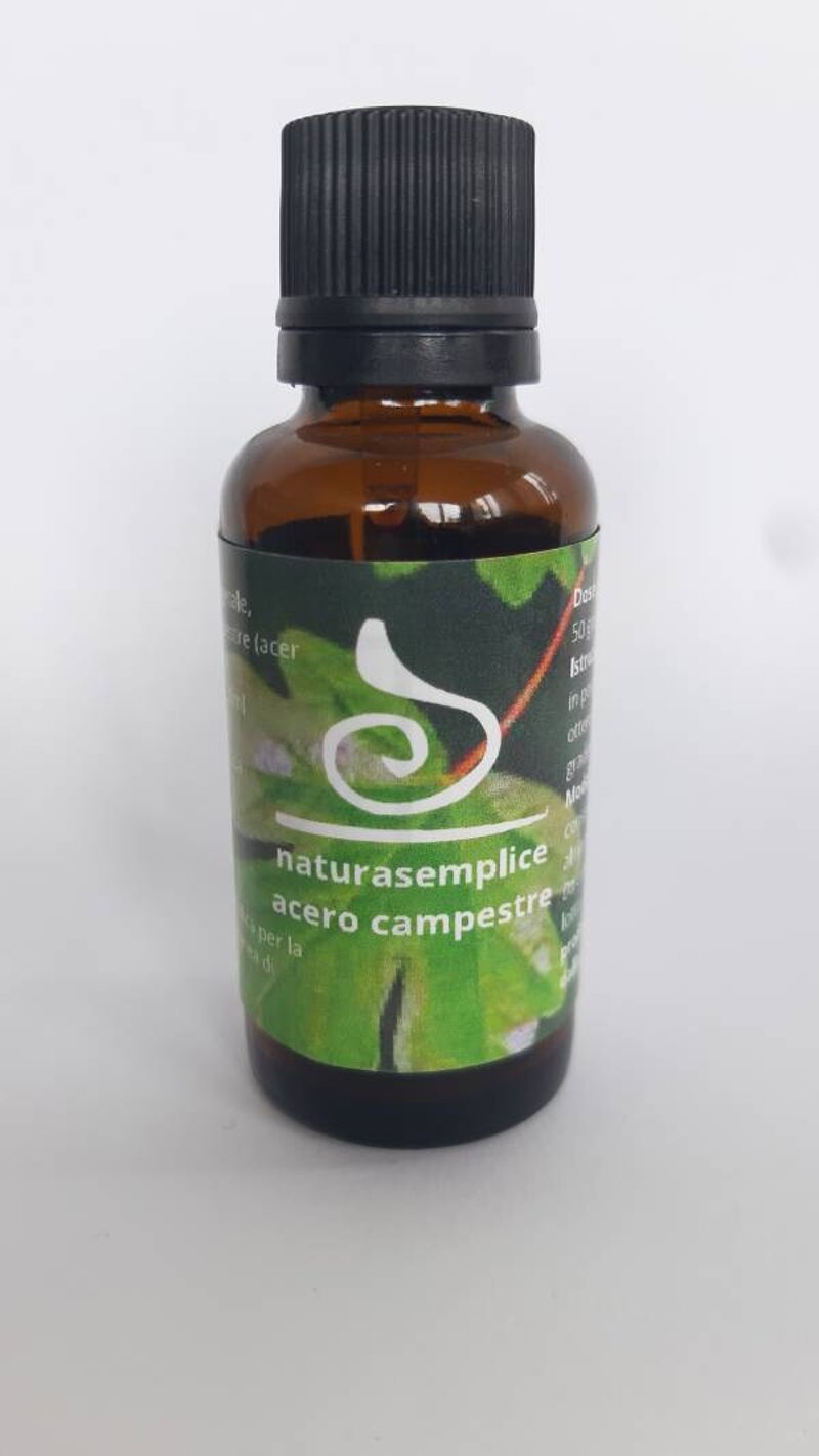 acero-campestre-acer-campestre