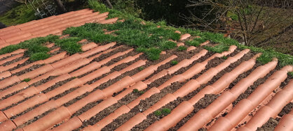 rimozione guano.jpeg rimozione guano.jpeg