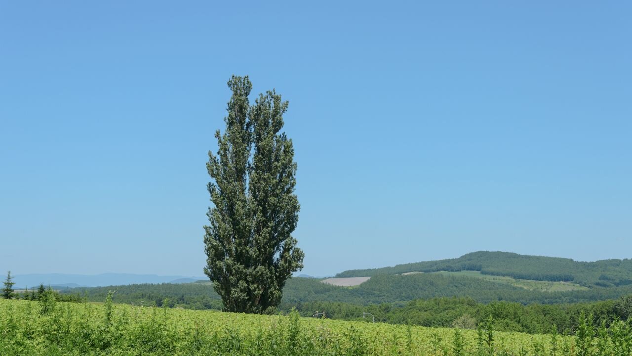 albero-per-giardino-come-sceglierlo.jpeg
