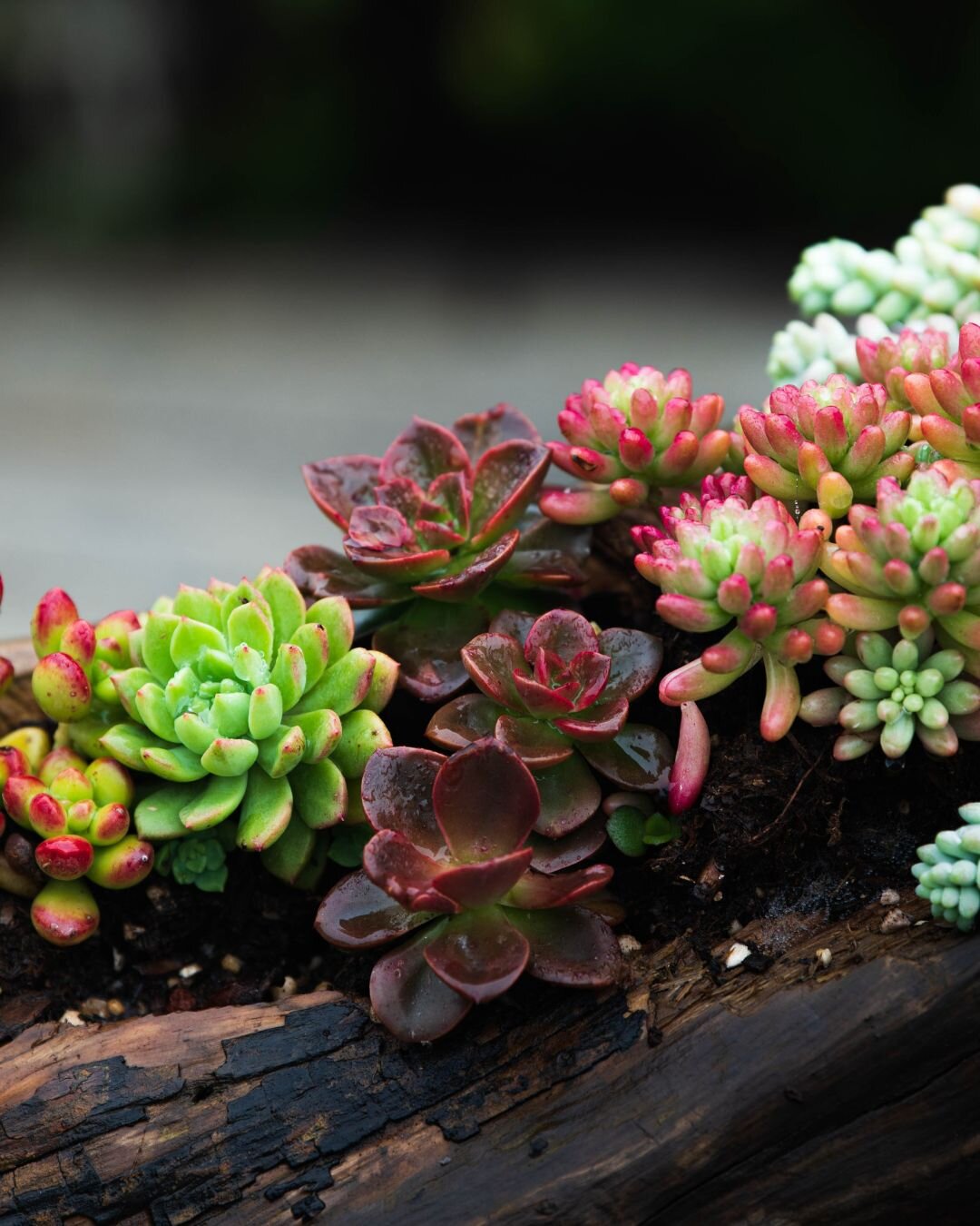 succulente-giardino-bassa-manutenzione.jpeg
