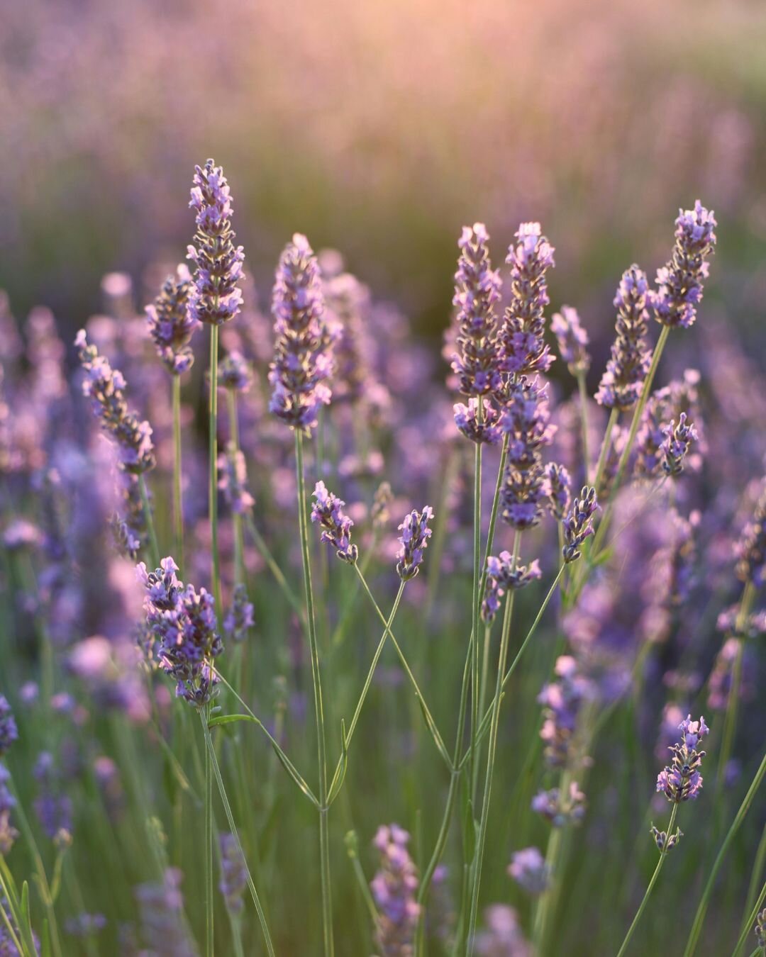 lavanda-giardino-bassa-manutenzione.jpeg