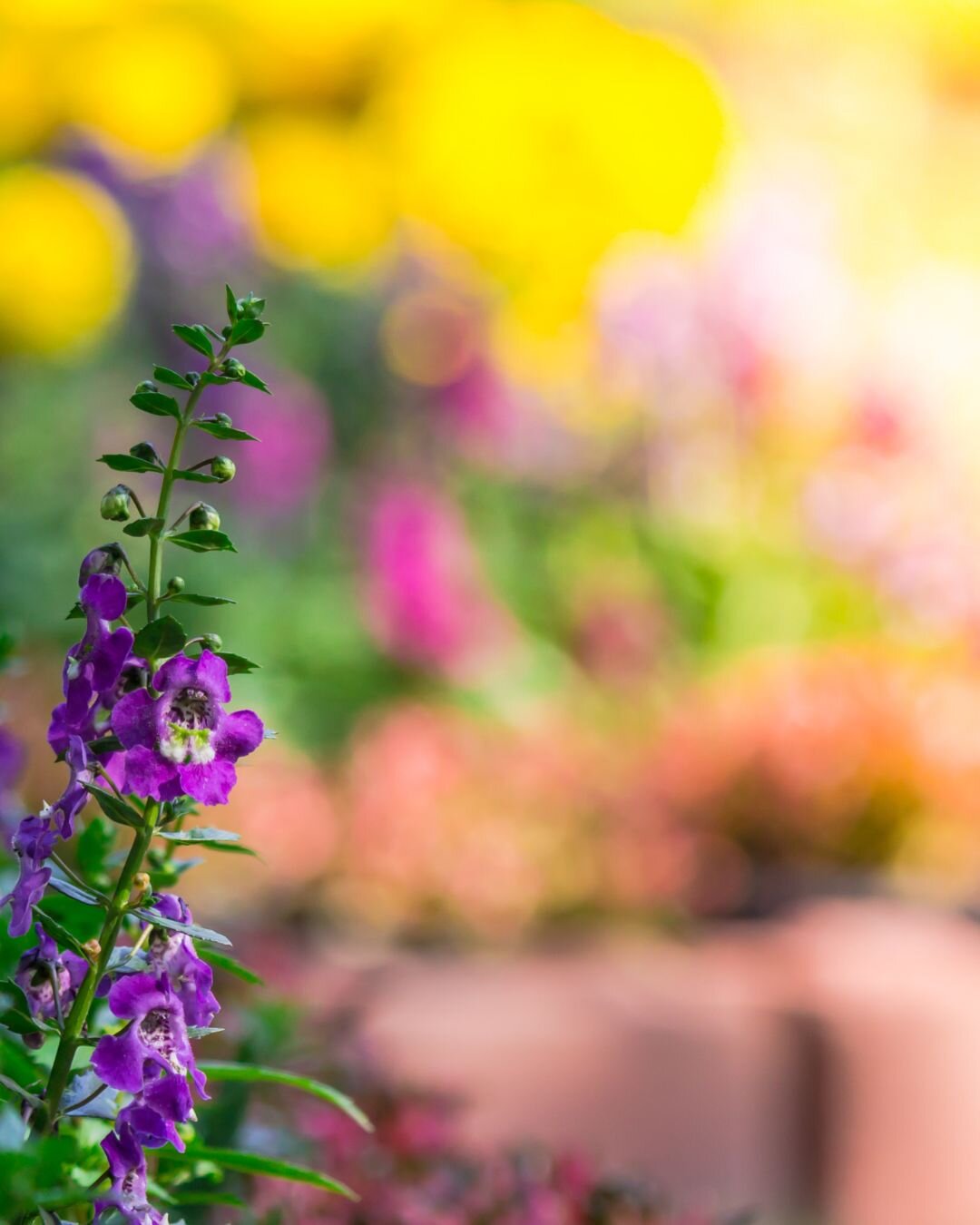 Garden design 4 soluzioni green e pratiche per chi ama uno spazio verde rigoglioso a bassa manutenzione