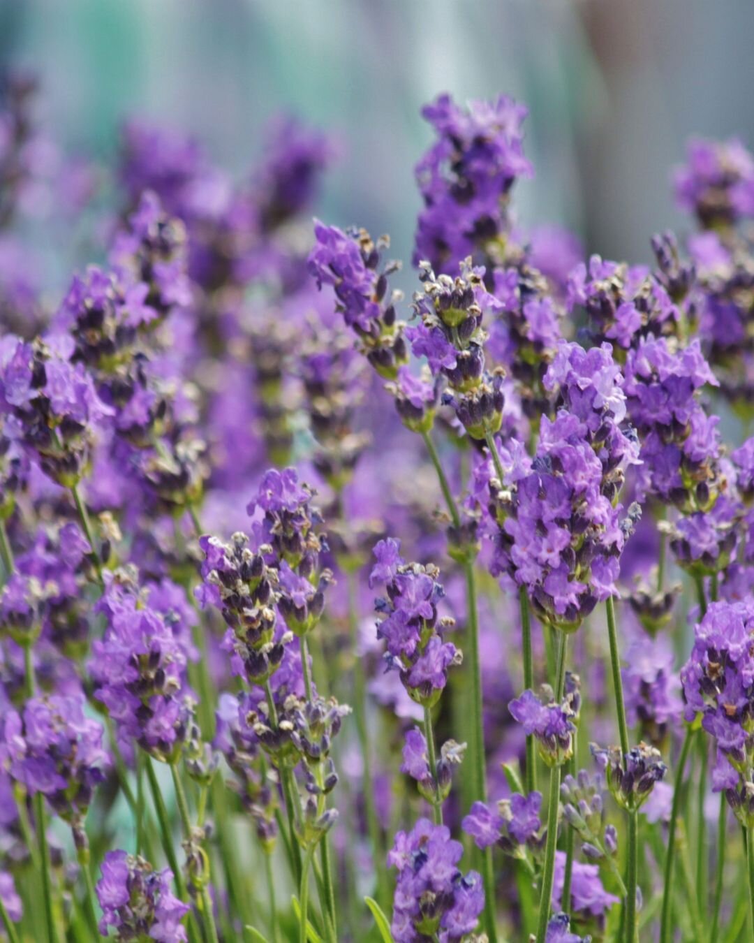 lavanda.jpeg