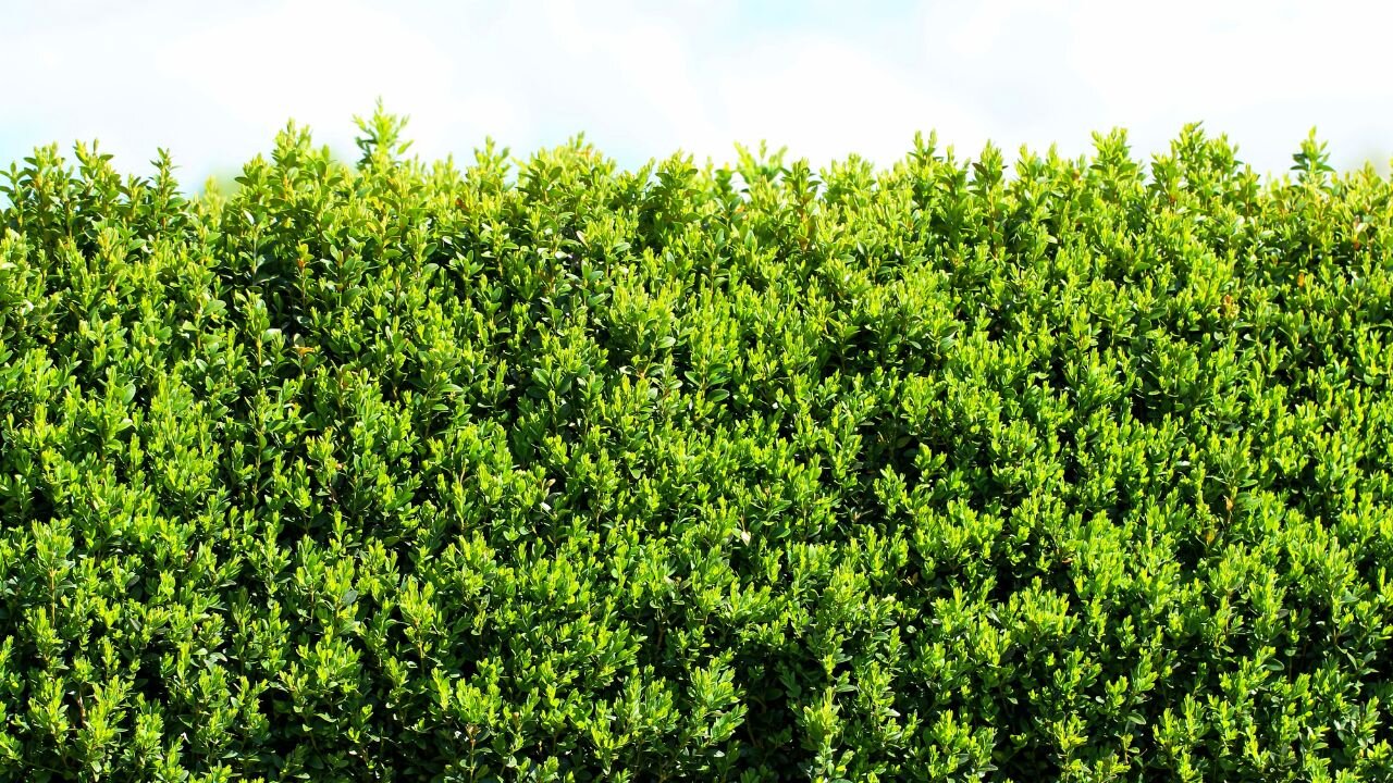 Come utilizzare le siepi per il proprio giardino