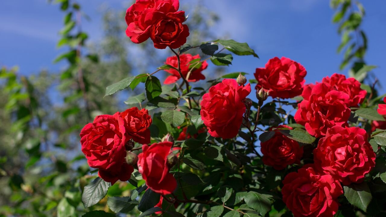 rose-per-siepe-giardino.jpeg