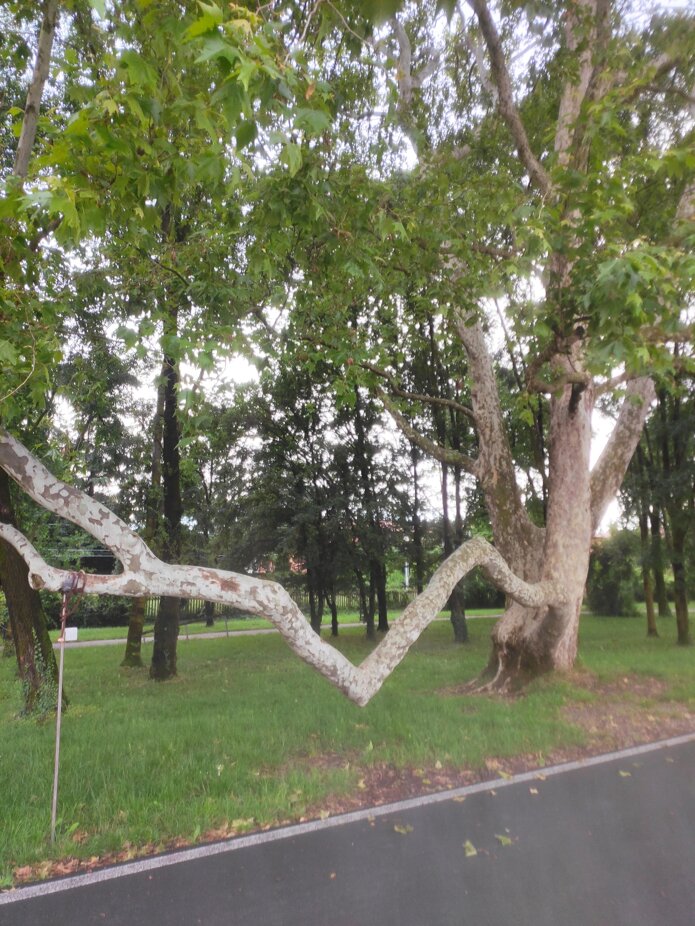 albero.jpeg