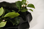 vassoio-lenox-riflessi-di-design-in-vetro-nero-fume