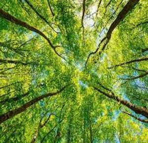 images.jpeg images.jpeg