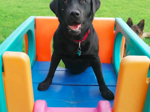 zero%20sul%20tagliaerba.jpeg zero%20sul%20tagliaerba.jpeg