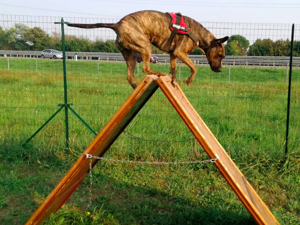 sniff.jpeg sniff.jpeg