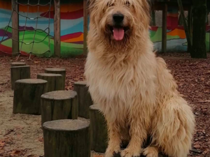 diego_fanta_disc_dog.jpeg diego_fanta_disc_dog.jpeg