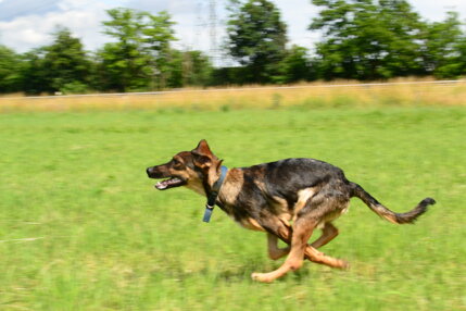 dsc_0140.jpeg dsc_0140.jpeg