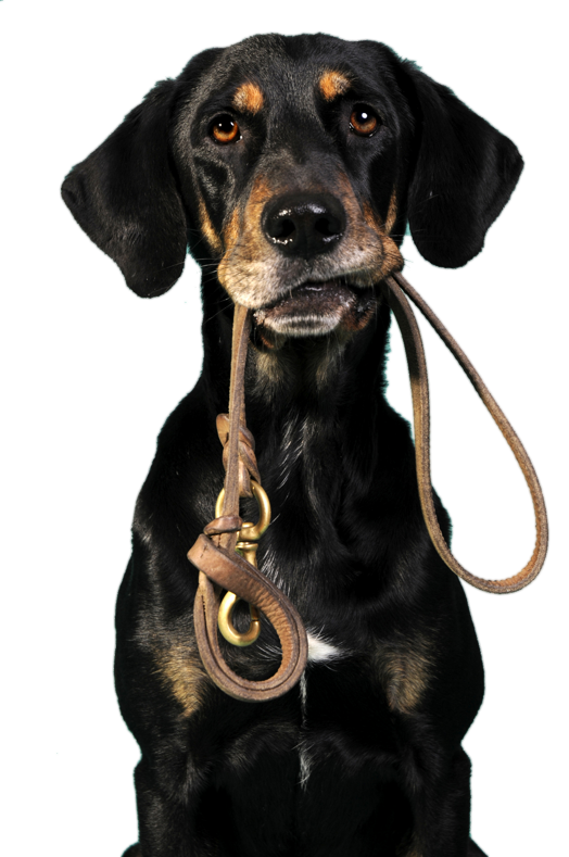 educazione_cinofila_3