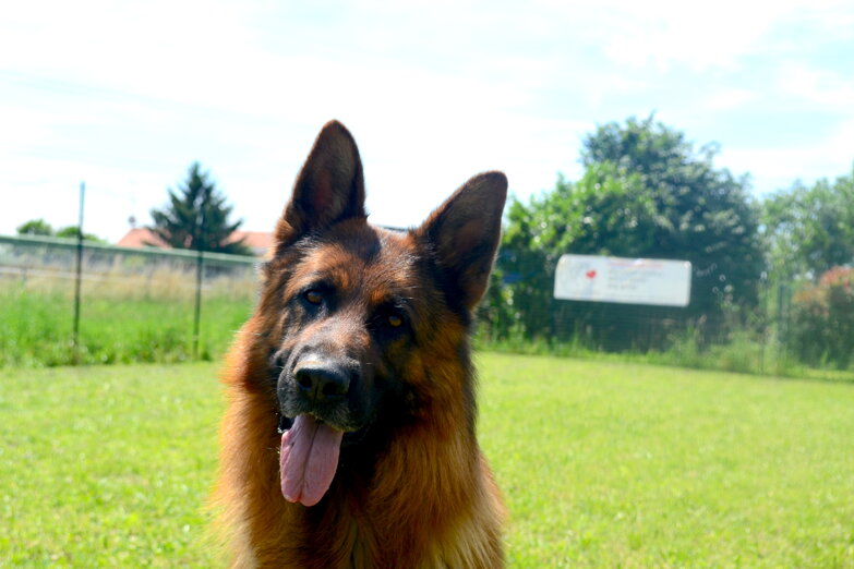 dsc_0264.jpeg dsc_0264.jpeg