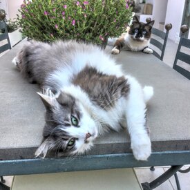 451828779381008b319ee3e54ff1d8a3706d27ad