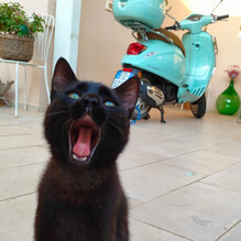 Benny in versione licantropo Benny in versione licantropo