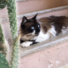 Theo Von Kapper Theo Von Kapper