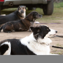 addestramento cinofilo vigevano addestramento cane cerano