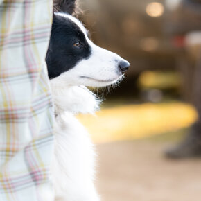 addestramento cani cassolnovo cane in addestramento