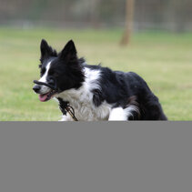 addestramento cani cassolnovo educazione cane cerano