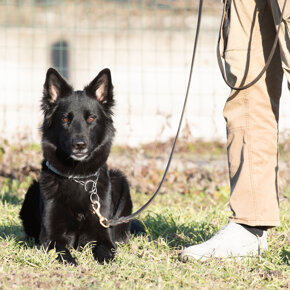 addestramento vigevano cane in addestramento