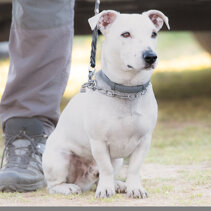 educazione cane vigevano educazione cani magenta
