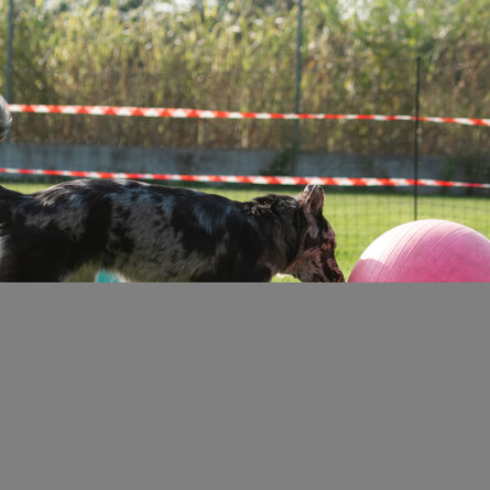 educatore cane addestramento cane vigevano