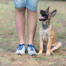 addestramento cani cassolnovo educazione cane trecate