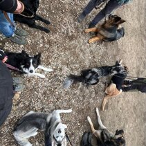 addestramento cinofilo vigevano addestramento cane cilavegna