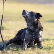 educazione cane gravellona addstratore cane vigevano