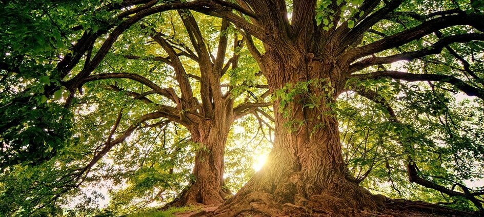 albero.jpeg albero.jpeg