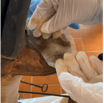 Pulitura del sellino di un velocipide con gellano